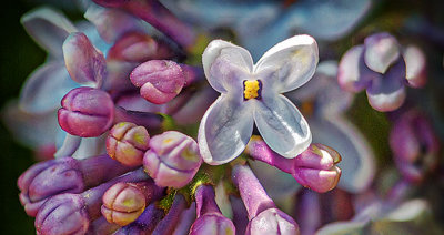 Lilac Closeup P1120471-82