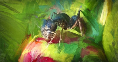 Ant On A Peony Bud 'Art' P1120860