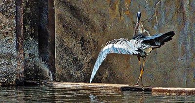 Heron Dance On A Dam DSCF20280