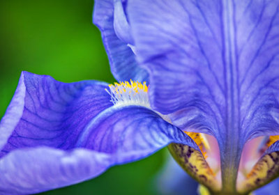 Purple Iris Closeup P1120847-9
