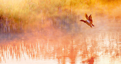Duck Taking Flight In Sunrise Mist P1130303