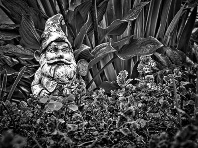 Garden Gnome P1130445-7