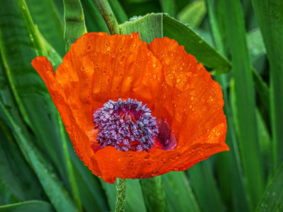 Wet Poppy Flower P1130513