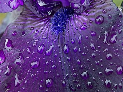 Wet Purple Iris Petal P1130494