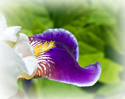Purple & White Iris Petal P1130696