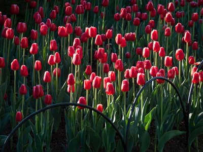 2015 Tulip Festival_P1120250.jpg