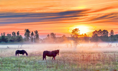 Two Horses In Misty Sunrise P1130907-9