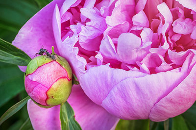 Two Ants Two Peonies P1140291-3