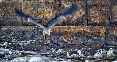 Heron Taking Flight From Under A Bridge P1140472