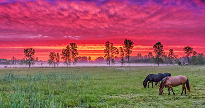 Horses In Sunrise P1140615-7