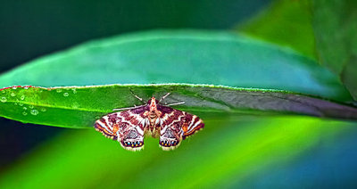 Moth Beneath A Leaf P1140711-8