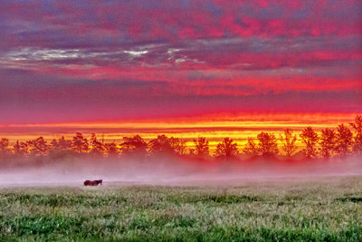 Horse In Misty Pasture At Sunrise P1140585-7