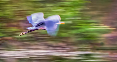 Heron In Flight P1140851