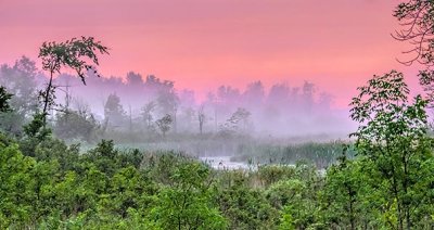 Foggy Wetland At Sunrise P1140618-20