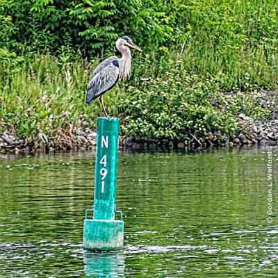Great Blue Heron On A Green Channel Marker P1150554