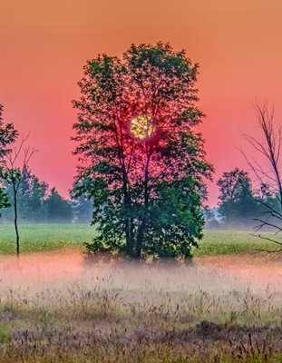 Sun Rising Through A Tree P1150713-5