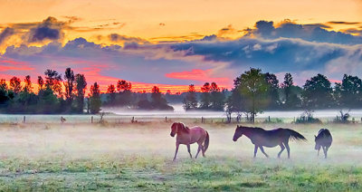 Equine Pals In Misty Sunrise P1170030.3
