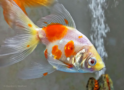 White & Orange Fish P1170049