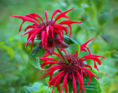 Bee Balm Bloom Growing Out Of A Bee Balm Bloom P1170464-9