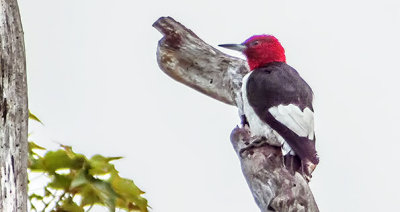 Red-headed Woodpecker DSCF21217