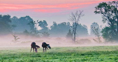 Two Horses In Misty Sunrise P1170842