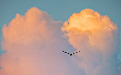 Gull & Sunset Clouds P1170714