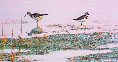 Yellowlegs & Killdeer At Sunrise DSCF21154