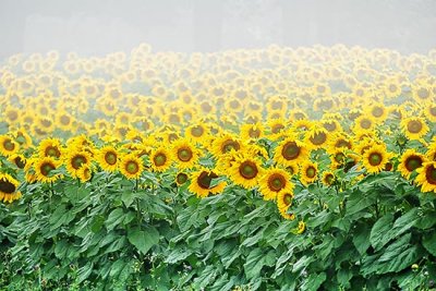 Sunflower Field In Fog P1170635