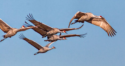 Sandhill Cranes In Flight 20011