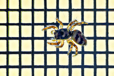 Tiny Spider On A Screen P1180150