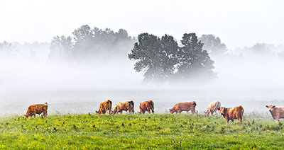 Cows On A Foggy Morning 45887