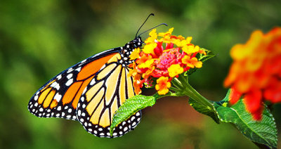 Monarch Butterfly P1180240