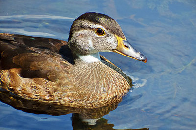 Juvenile Male Wood Duck DSCF4632