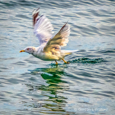 Gull Taking Flight DSCF4707