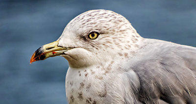 Gull Closeup DSCF4687