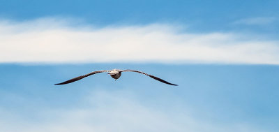 Gull In Flight_DSCF4695.jpg