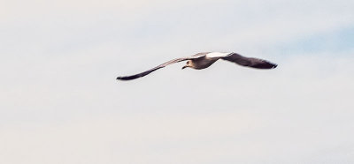 Gull In Flight_DSCF4693.jpg