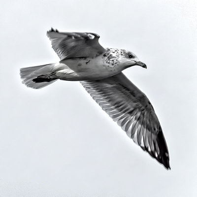 Gull In Flight_DSCF4690