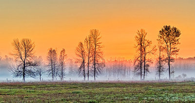 Trees In Sunrise Ground Fog P1180987-9