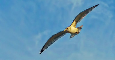 Gull In Flight P1190518