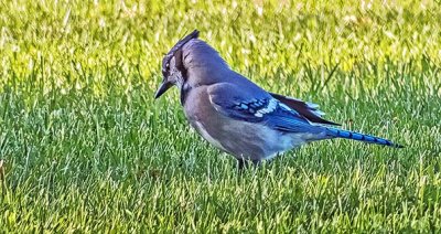 Blue Jay On The Ground DSCF4883