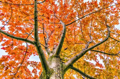 Up An Autumn Tree 46207-9