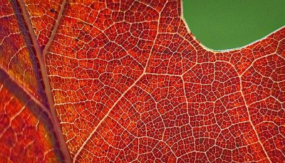 Backlit Autumn Oak Leaf Closeup P1210243