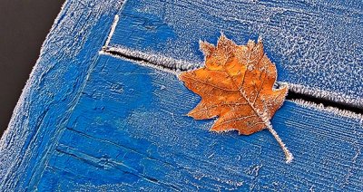 Frosty Autumn Leaf On A Frosty Dock P1210444-6