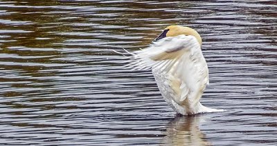Stretching Swan DSCF5323