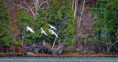 Six Swans Approaching DSCF5295