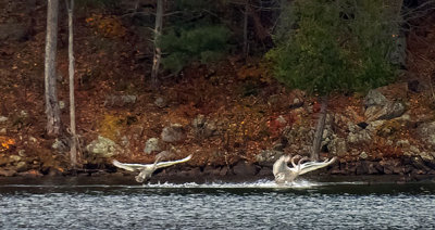 Three Swans Arriving DSCF5298B