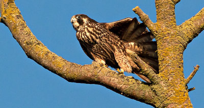 Falcon In A Tree 20148