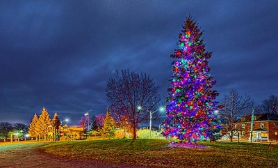 Victoria Park Christmas Tree 47574-82