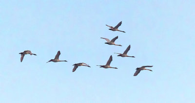 Eight Swans In Flight P1230427